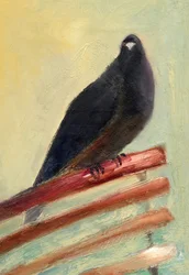 Kingly Court Pigeon, 2013